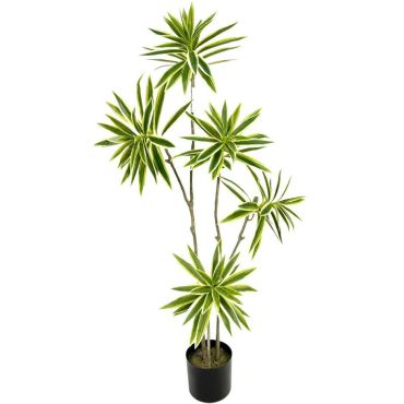 Διακοσμητικό φυτό Fatsia σε γλάστρα 110