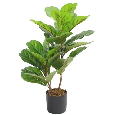 Διακοσμητικό φυτό Fiddle Fig σε γλάστρα