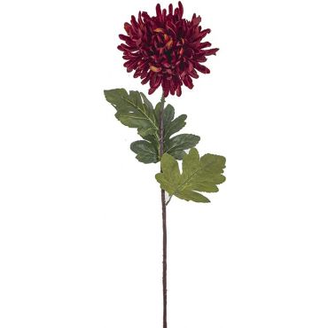 Декоративен Chrysanthemum