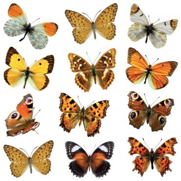 Декоративни стикери за стена Butterflies M