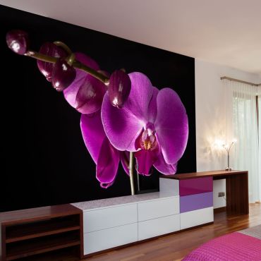 тапети - елегантни орхидеи