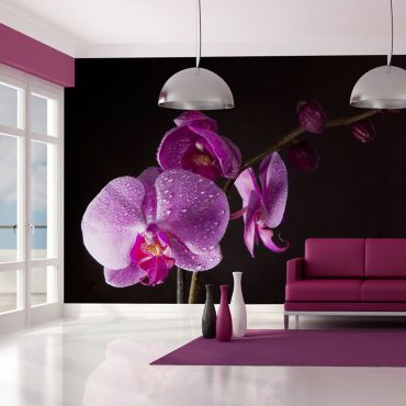 тапети - стилни орхидеи