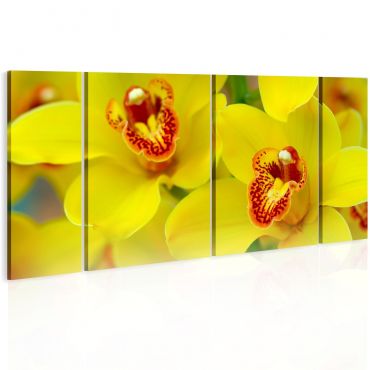 Орхидеи - интензивност на жълт цвят