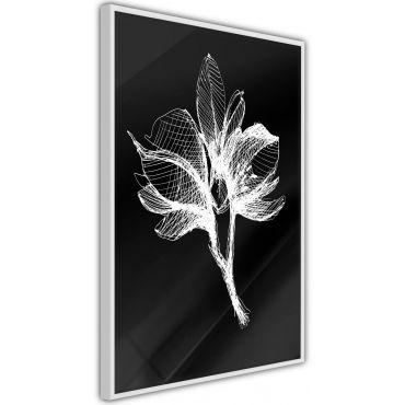 Плакат - Бяло растение