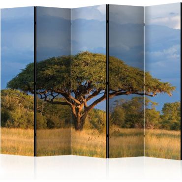 Разделител с 5 секции - африканско акациево дърво, Национален парк Hwange, Зимбабве II [Разделители на стаи]