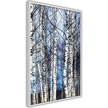 Плакат - Зимни брезови дървета