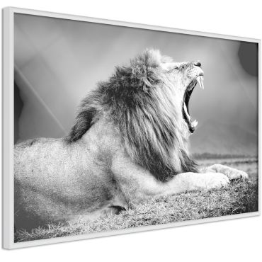 Плакат - прозяващ се лъв