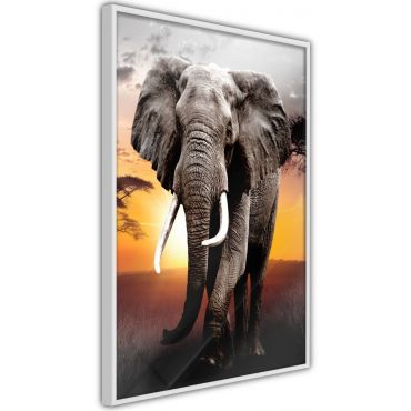 Плакат - величествен слон