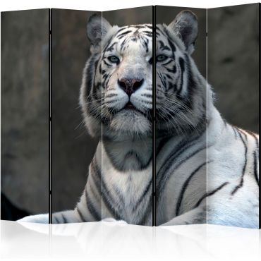 Разделител от 5 части - бенгалски тигър в зоопарк II [Разделители на стаи]
