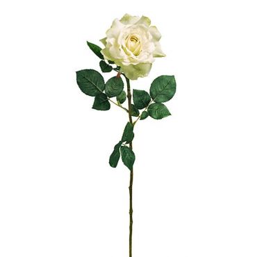 Декоративна роза Georgia Mint