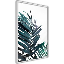 Плакат - Вечнозелени палмови листа