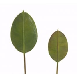 Смокиново листо Sycamore